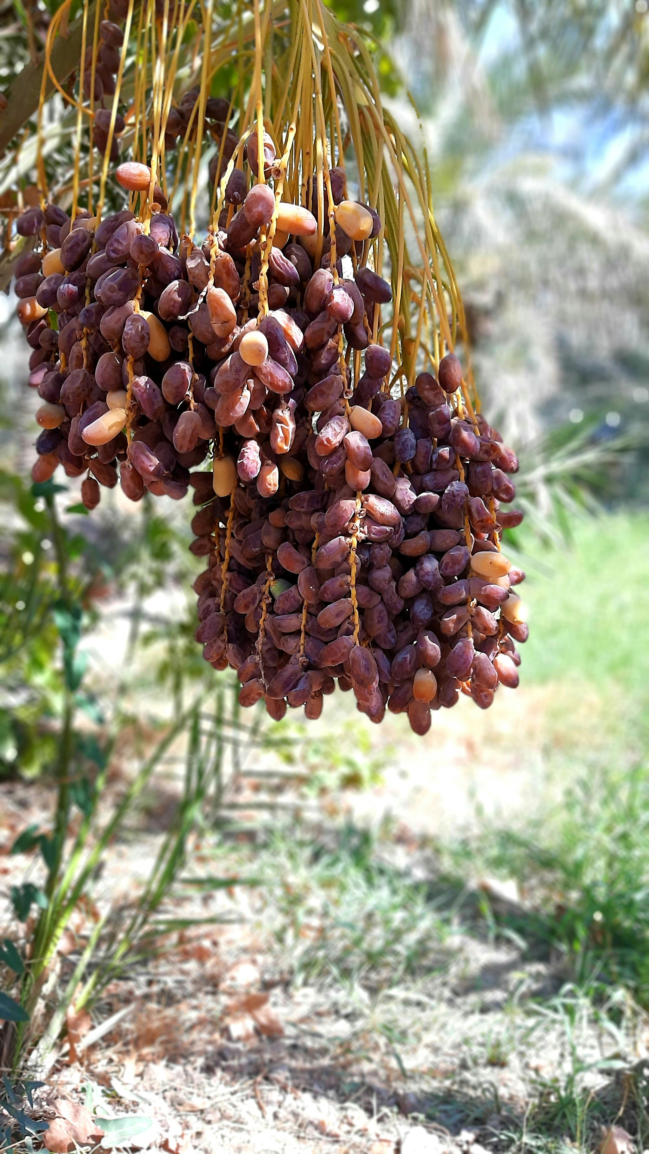 Date Palm Harvest